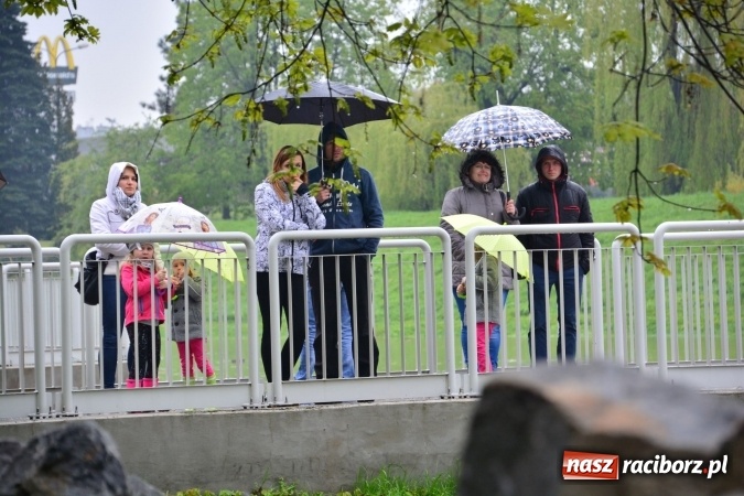 Zdjęcie w galerii na portalu naszraciborz.pl: W piątek rano przez Racibórz przejdzie kulminacyjna fala powodziowa. Plaży grozi zalanie! wiadomości z regionu
