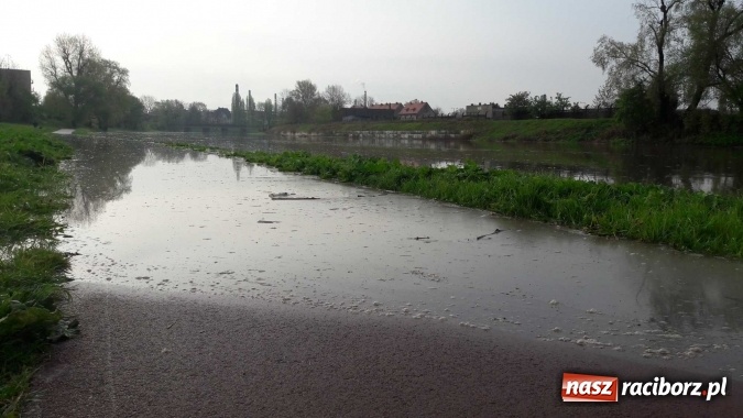 Zdjęcie w galerii na portalu naszraciborz.pl: Poziom Odry w Chałupkach opada. Zagrożenie mija  wiadomości z regionu