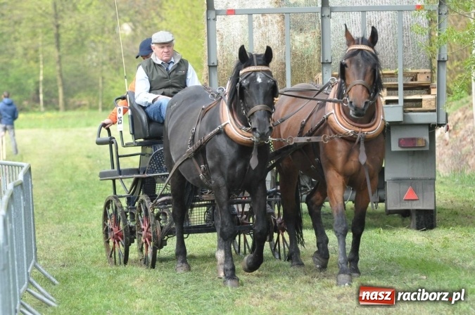Zdjęcie w galerii na portalu naszraciborz.pl: W Kornicach trwają zawody zaprzęgowe połączone z majówką konną wiadomości z regionu