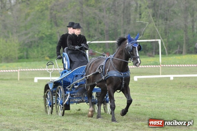 Zdjęcie w galerii na portalu naszraciborz.pl: W Kornicach trwają zawody zaprzęgowe połączone z majówką konną wiadomości z regionu