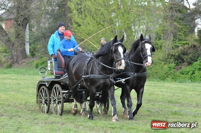 Zdjęcie w galerii na portalu naszraciborz.pl: W Kornicach trwają zawody zaprzęgowe połączone z majówką konną wiadomości z regionu