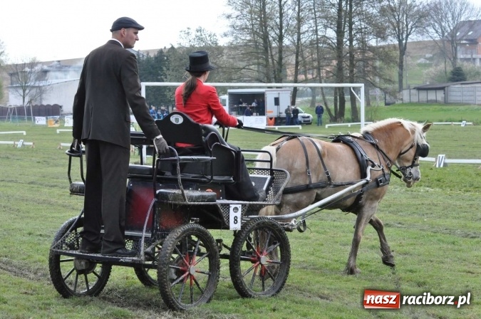 Zdjęcie w galerii na portalu naszraciborz.pl: W Kornicach trwają zawody zaprzęgowe połączone z majówką konną wiadomości z regionu
