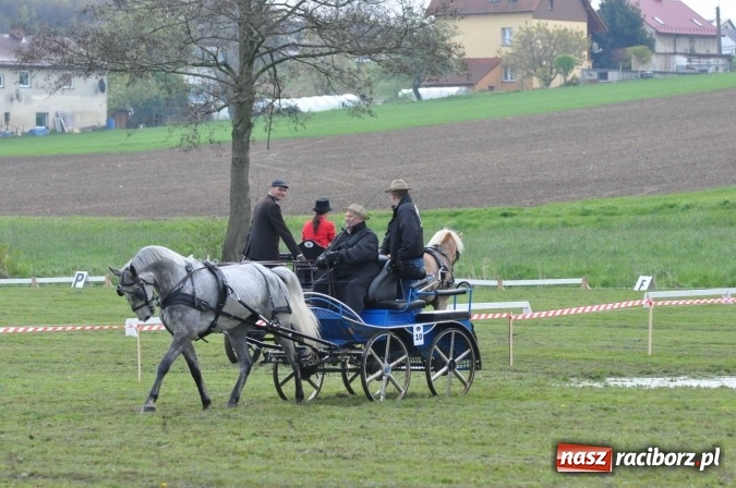 Zdjęcie w galerii na portalu naszraciborz.pl: W Kornicach trwają zawody zaprzęgowe połączone z majówką konną wiadomości z regionu