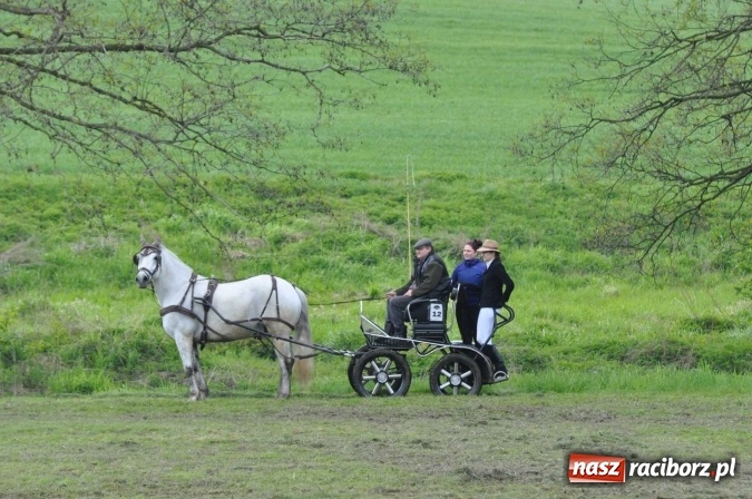 Zdjęcie w galerii na portalu naszraciborz.pl: W Kornicach trwają zawody zaprzęgowe połączone z majówką konną wiadomości z regionu