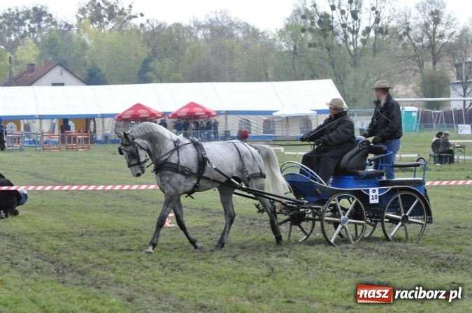 Zdjęcie w galerii na portalu naszraciborz.pl: W Kornicach trwają zawody zaprzęgowe połączone z majówką konną wiadomości z regionu