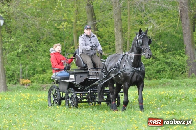 Zdjęcie w galerii na portalu naszraciborz.pl: W Kornicach trwają zawody zaprzęgowe połączone z majówką konną wiadomości z regionu
