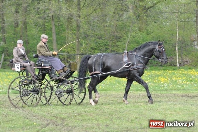 Zdjęcie w galerii na portalu naszraciborz.pl: W Kornicach trwają zawody zaprzęgowe połączone z majówką konną wiadomości z regionu
