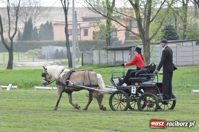 Zdjęcie w galerii na portalu naszraciborz.pl: W Kornicach trwają zawody zaprzęgowe połączone z majówką konną wiadomości z regionu
