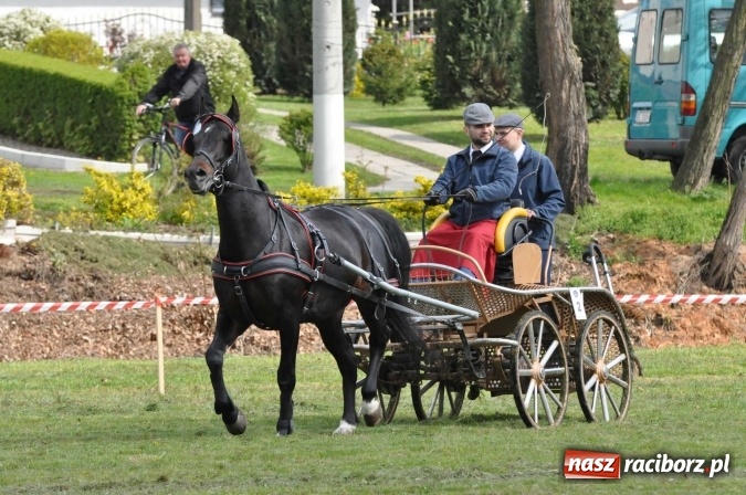 Zdjęcie w galerii na portalu naszraciborz.pl: W Kornicach trwają zawody zaprzęgowe połączone z majówką konną wiadomości z regionu