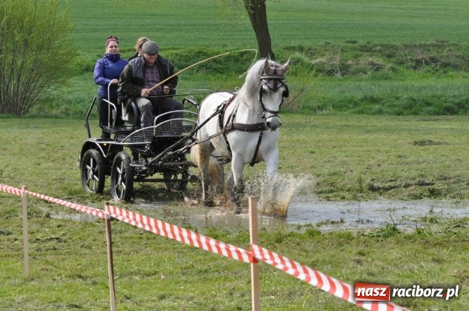 Zdjęcie w galerii na portalu naszraciborz.pl: W Kornicach trwają zawody zaprzęgowe połączone z majówką konną wiadomości z regionu