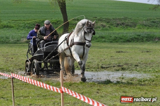 Zdjęcie w galerii na portalu naszraciborz.pl: W Kornicach trwają zawody zaprzęgowe połączone z majówką konną wiadomości z regionu