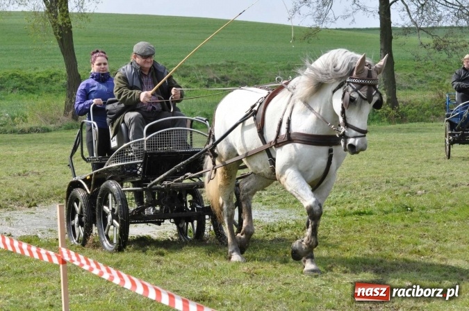 Zdjęcie w galerii na portalu naszraciborz.pl: W Kornicach trwają zawody zaprzęgowe połączone z majówką konną wiadomości z regionu