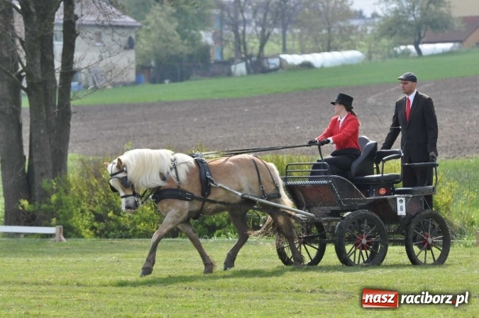 Zdjęcie w galerii na portalu naszraciborz.pl: W Kornicach trwają zawody zaprzęgowe połączone z majówką konną wiadomości z regionu