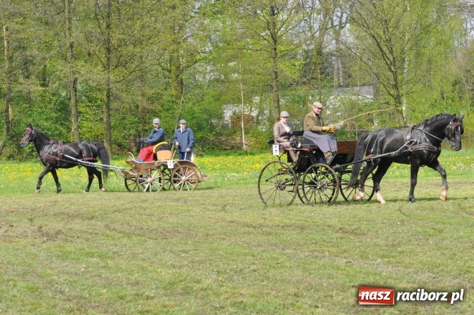 Zdjęcie w galerii na portalu naszraciborz.pl: W Kornicach trwają zawody zaprzęgowe połączone z majówką konną wiadomości z regionu