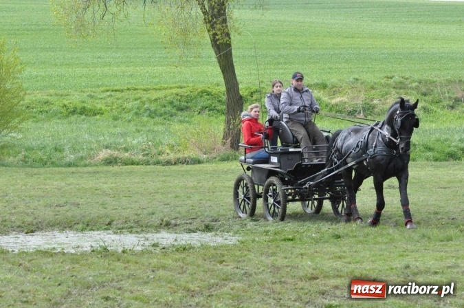 Zdjęcie w galerii na portalu naszraciborz.pl: W Kornicach trwają zawody zaprzęgowe połączone z majówką konną wiadomości z regionu