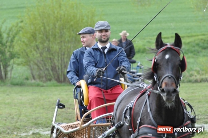 Zdjęcie w galerii na portalu naszraciborz.pl: W Kornicach trwają zawody zaprzęgowe połączone z majówką konną wiadomości z regionu