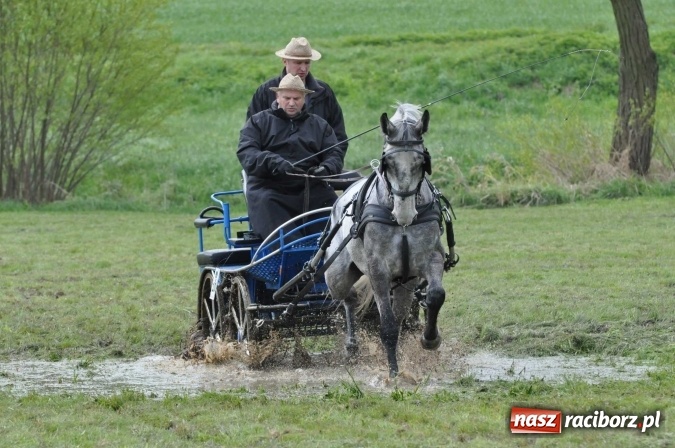 Zdjęcie w galerii na portalu naszraciborz.pl: W Kornicach trwają zawody zaprzęgowe połączone z majówką konną wiadomości z regionu