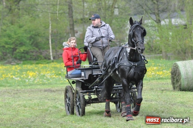 Zdjęcie w galerii na portalu naszraciborz.pl: W Kornicach trwają zawody zaprzęgowe połączone z majówką konną wiadomości z regionu
