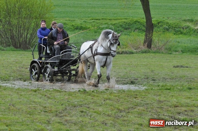 Zdjęcie w galerii na portalu naszraciborz.pl: W Kornicach trwają zawody zaprzęgowe połączone z majówką konną wiadomości z regionu