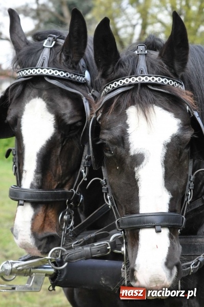 Zdjęcie w galerii na portalu naszraciborz.pl: W Kornicach trwają zawody zaprzęgowe połączone z majówką konną wiadomości z regionu