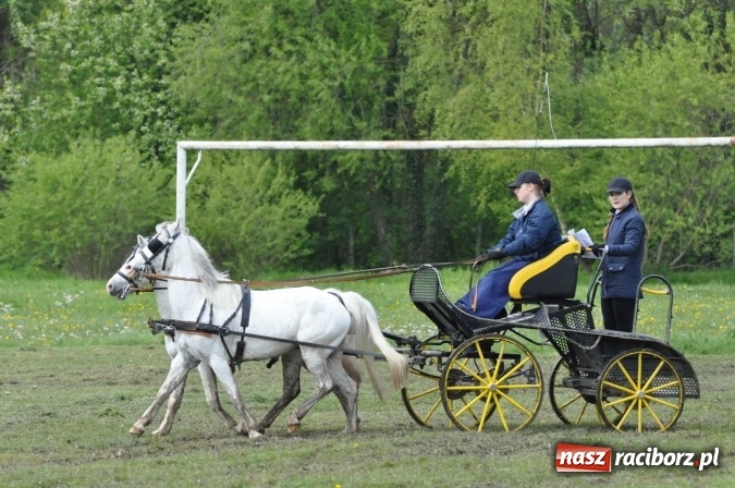 Zdjęcie w galerii na portalu naszraciborz.pl: W Kornicach trwają zawody zaprzęgowe połączone z majówką konną wiadomości z regionu