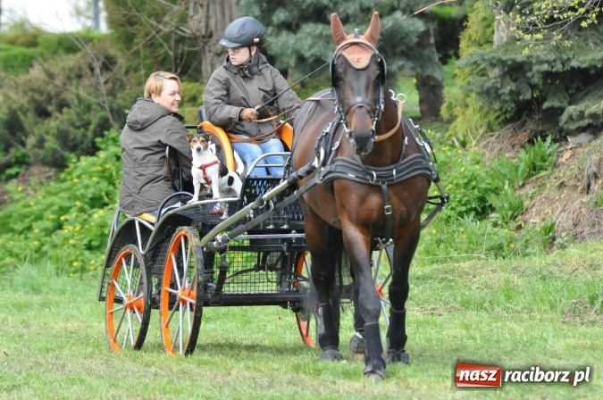 Zdjęcie w galerii na portalu naszraciborz.pl: W Kornicach trwają zawody zaprzęgowe połączone z majówką konną wiadomości z regionu