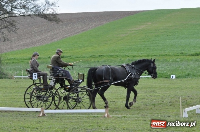 Zdjęcie w galerii na portalu naszraciborz.pl: W Kornicach trwają zawody zaprzęgowe połączone z majówką konną wiadomości z regionu