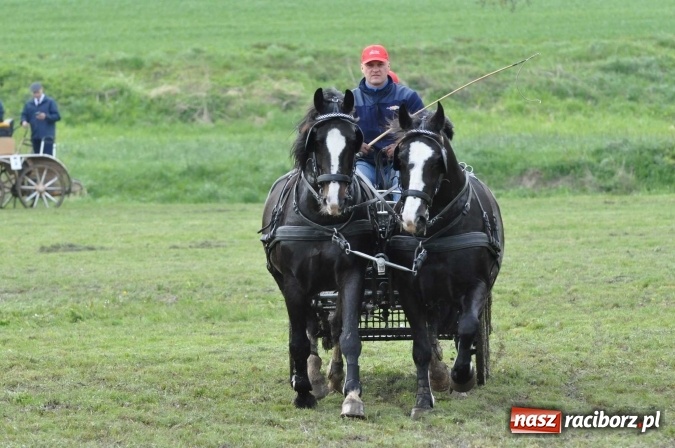 Zdjęcie w galerii na portalu naszraciborz.pl: W Kornicach trwają zawody zaprzęgowe połączone z majówką konną wiadomości z regionu