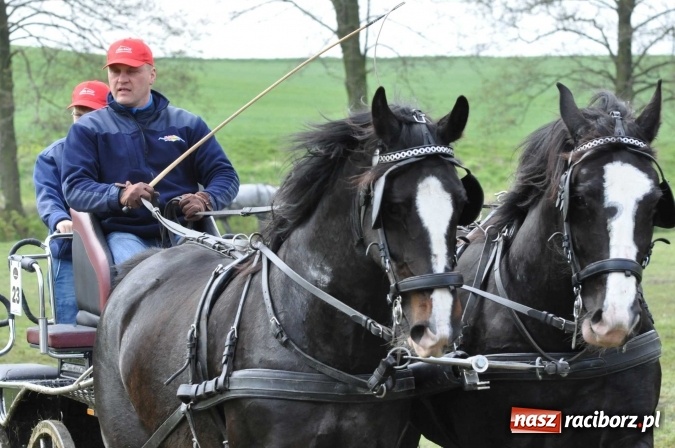 Zdjęcie w galerii na portalu naszraciborz.pl: W Kornicach trwają zawody zaprzęgowe połączone z majówką konną wiadomości z regionu