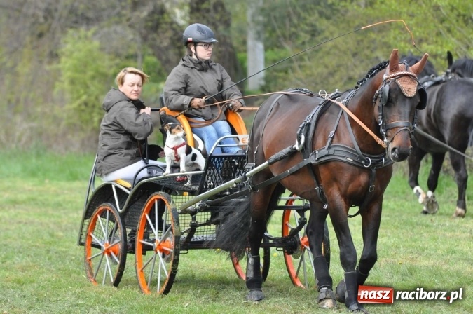 Zdjęcie w galerii na portalu naszraciborz.pl: W Kornicach trwają zawody zaprzęgowe połączone z majówką konną wiadomości z regionu