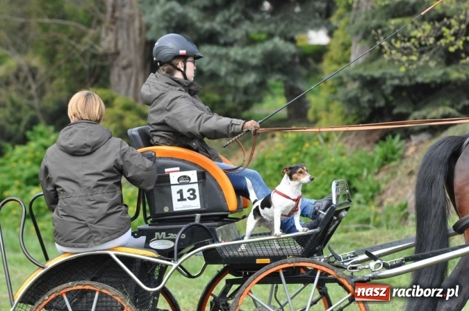 Zdjęcie w galerii na portalu naszraciborz.pl: W Kornicach trwają zawody zaprzęgowe połączone z majówką konną wiadomości z regionu