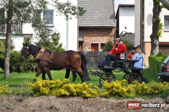 Zdjęcie w galerii na portalu naszraciborz.pl: W Kornicach trwają zawody zaprzęgowe połączone z majówką konną wiadomości z regionu