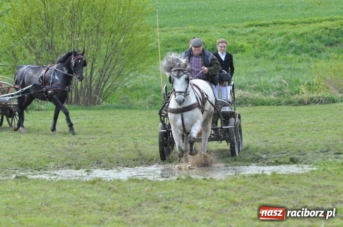 Zdjęcie w galerii na portalu naszraciborz.pl: W Kornicach trwają zawody zaprzęgowe połączone z majówką konną wiadomości z regionu