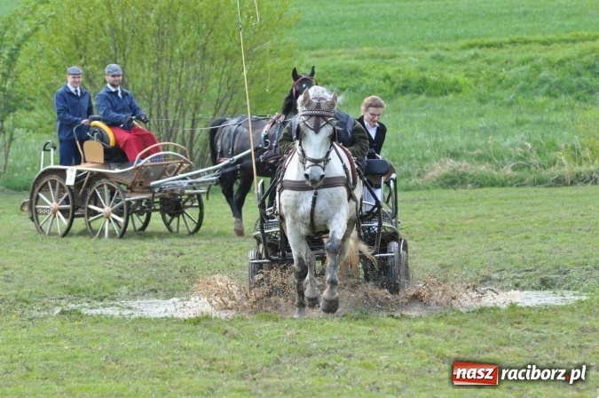 Zdjęcie w galerii na portalu naszraciborz.pl: W Kornicach trwają zawody zaprzęgowe połączone z majówką konną wiadomości z regionu