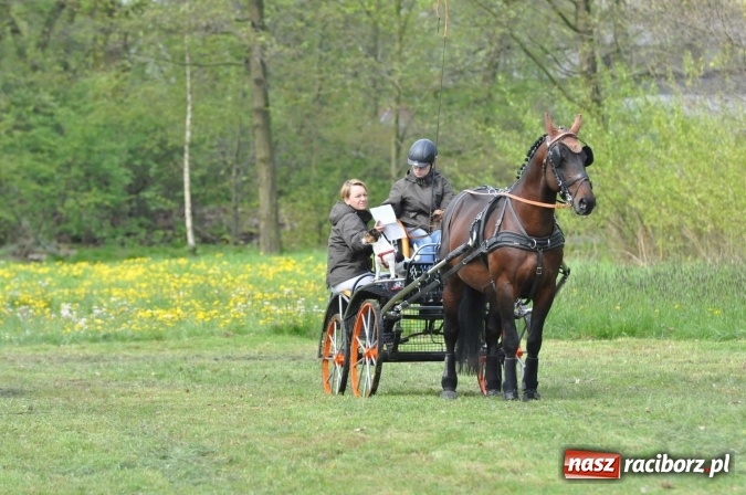 Zdjęcie w galerii na portalu naszraciborz.pl: W Kornicach trwają zawody zaprzęgowe połączone z majówką konną wiadomości z regionu