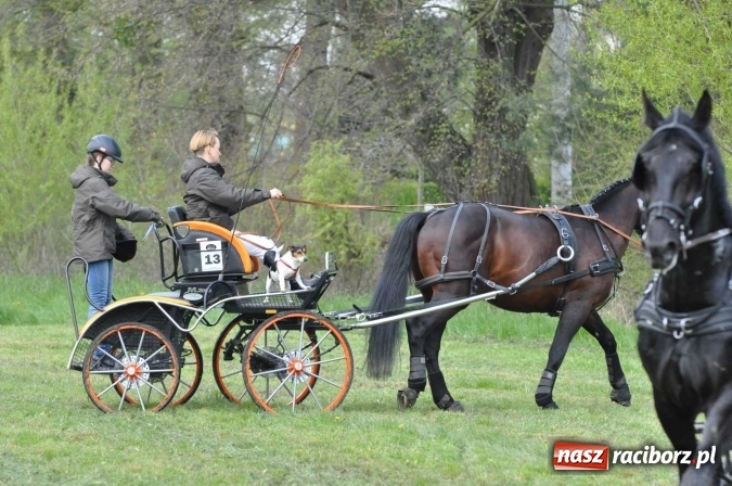 Zdjęcie w galerii na portalu naszraciborz.pl: W Kornicach trwają zawody zaprzęgowe połączone z majówką konną wiadomości z regionu