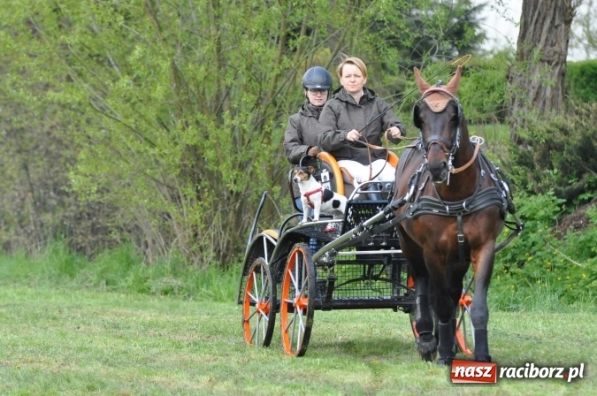 Zdjęcie w galerii na portalu naszraciborz.pl: W Kornicach trwają zawody zaprzęgowe połączone z majówką konną wiadomości z regionu