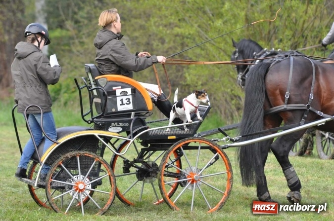 Zdjęcie w galerii na portalu naszraciborz.pl: W Kornicach trwają zawody zaprzęgowe połączone z majówką konną wiadomości z regionu