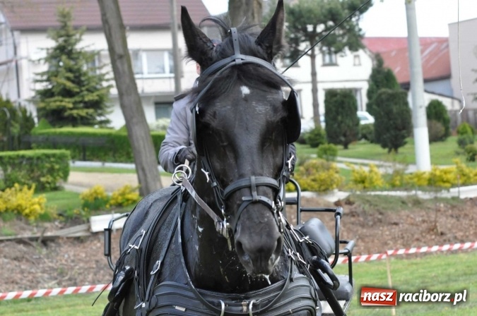 Zdjęcie w galerii na portalu naszraciborz.pl: W Kornicach trwają zawody zaprzęgowe połączone z majówką konną wiadomości z regionu