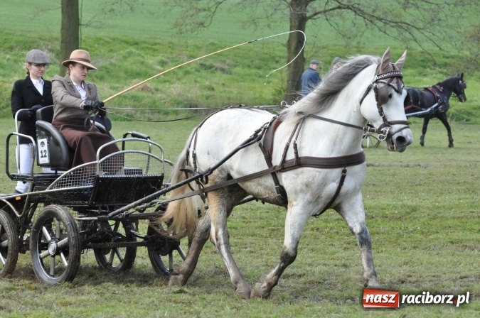 Zdjęcie w galerii na portalu naszraciborz.pl: W Kornicach trwają zawody zaprzęgowe połączone z majówką konną wiadomości z regionu