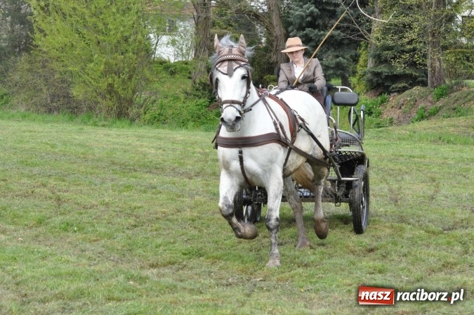 Zdjęcie w galerii na portalu naszraciborz.pl: W Kornicach trwają zawody zaprzęgowe połączone z majówką konną wiadomości z regionu