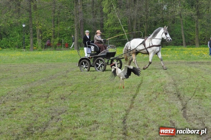 Zdjęcie w galerii na portalu naszraciborz.pl: W Kornicach trwają zawody zaprzęgowe połączone z majówką konną wiadomości z regionu