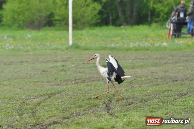 Zdjęcie w galerii na portalu naszraciborz.pl: W Kornicach trwają zawody zaprzęgowe połączone z majówką konną wiadomości z regionu