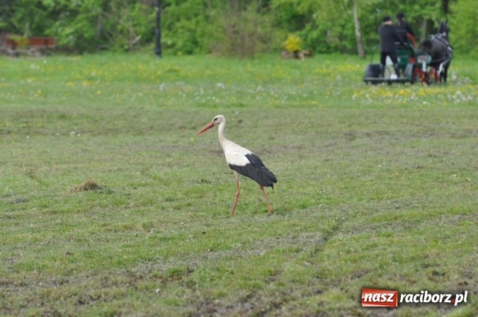 Zdjęcie w galerii na portalu naszraciborz.pl: W Kornicach trwają zawody zaprzęgowe połączone z majówką konną wiadomości z regionu
