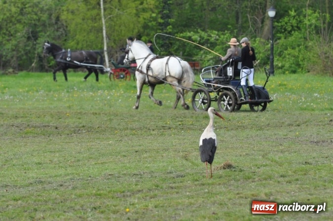 Zdjęcie w galerii na portalu naszraciborz.pl: W Kornicach trwają zawody zaprzęgowe połączone z majówką konną wiadomości z regionu