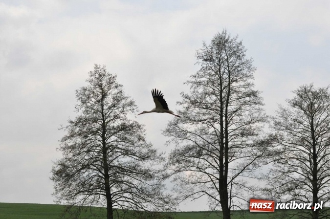 Zdjęcie w galerii na portalu naszraciborz.pl: W Kornicach trwają zawody zaprzęgowe połączone z majówką konną wiadomości z regionu