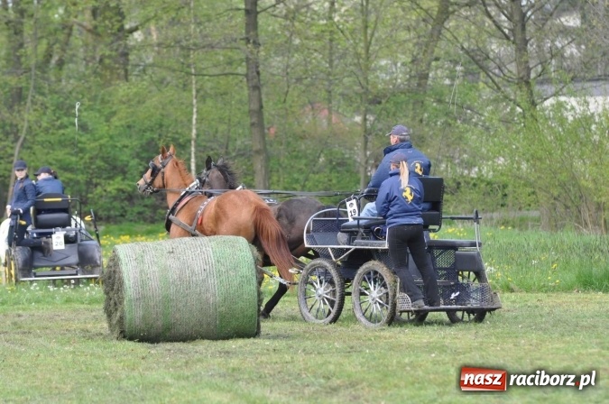 Zdjęcie w galerii na portalu naszraciborz.pl: W Kornicach trwają zawody zaprzęgowe połączone z majówką konną wiadomości z regionu