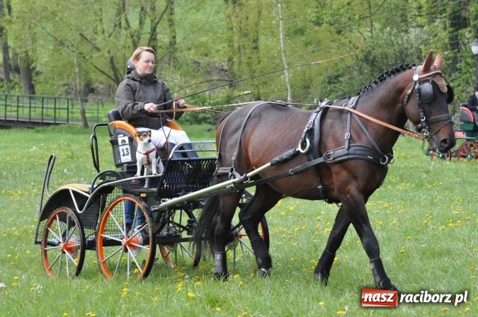 Zdjęcie w galerii na portalu naszraciborz.pl: W Kornicach trwają zawody zaprzęgowe połączone z majówką konną wiadomości z regionu