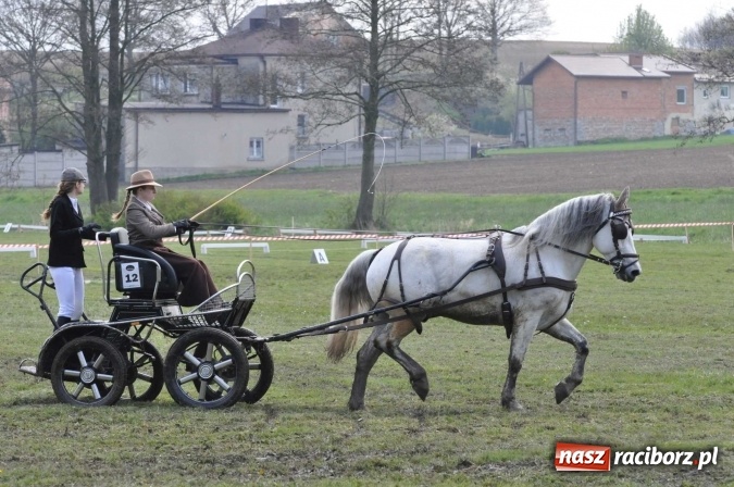 Zdjęcie w galerii na portalu naszraciborz.pl: W Kornicach trwają zawody zaprzęgowe połączone z majówką konną wiadomości z regionu