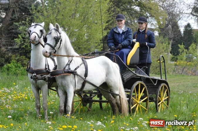 Zdjęcie w galerii na portalu naszraciborz.pl: W Kornicach trwają zawody zaprzęgowe połączone z majówką konną wiadomości z regionu
